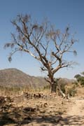 Oblast poho�� Mandara. Kamerun.