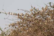 Strom pln� pt�k�, N�rodn� park Waza. Kamerun.