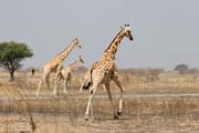 �irafy. N�rodn� park Waza. Kamerun.