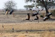 Pt�ci, N�rodn� park Waza. Kamerun.