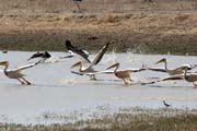 Pelik�ni. N�rodn� park Waza. Kamerun.