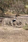��p, N�rodn� park Waza. Kamerun.