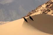 Saharsk� scen�rie v oblasti Zarzen. Niger.