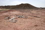 Kostra dinosaura - brontosaura. Dinousau�� h�bitov v bl�zkosti m�sta Agadez.  Niger.