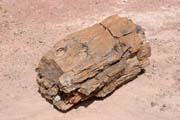 Zkamen�l� d�evo. Dinousau�� h�bitov v bl�zkosti m�sta Agadez.  Niger.