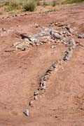 Kostra dinosaura - brontosaura. Dinousau�� h�bitov v bl�zkosti m�sta Agadez.  Niger.