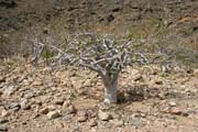 Krajina na ostrov� Socotra (Suqutra). Jemen.