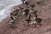 Grand Marais, North Shore, Minnesota. Spojen� st�ty americk�.