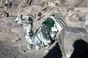 Velbloud v sinajsk�ch hor�ch. Egypt.