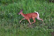 Srnka, North Shore, Minnesota. Spojen� st�ty americk�.
