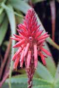 Botanick� zahrada, Cape Town. Jihoafrick� republika.