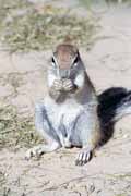 Veverka, Kalahari Gemsbok N�rodn� park. Jihoafrick� republika.