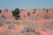 Kalahari Gemsbok N�rodn� park. Jihoafrick� republika.