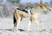 �akal, Kalahari Gemsbok N�rodn� park. Jihoafrick� republika.