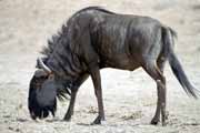 Pak��, Kalahari Gemsbok N�rodn� park. Jihoafrick� republika.