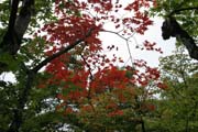 Chr�m Ginkaku-ji (naz�van� t� Chr�m St��brn�ho pavilonu), Kj�to. Japonsko.