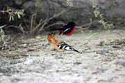 Dudek, Kalahari Gemsbok N�rodn� park. Jihoafrick� republika.