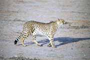 Gepard, Kalahari Gemsbok N�rodn� park. Jihoafrick� republika.