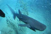 �ralok obrovsk� (Rhincodon typus), t� �ralok velryb�. Akv�rium ve m�st� Osaka. Japonsko.