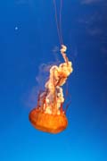 Med�za (jellyfish). Akv�rium ve m�st� Osaka. Japonsko.
