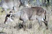 Antilopa, Kruger N�rodn� park. Jihoafrick� republika.