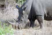 Nosoro�ec, Kruger N�rodn� park. Jihoafrick� republika.