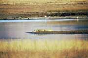 Krokod�l nilsk�, Kruger N�rodn� park. Jihoafrick� republika.