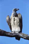 Sup, Kruger N�rodn� park. Jihoafrick� republika.