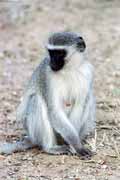 Opice vervet, Kruger N�rodn� park. Jihoafrick� republika.