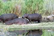 Hro�i, Kruger N�rodn� park. Jihoafrick� republika.