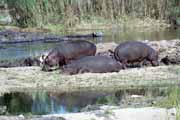 Hro�i, Kruger N�rodn� park. Jihoafrick� republika.