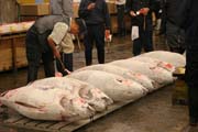 Rann� dra�ba tu��k�. Kupci si prohli�ej� kvalitu ryb. Ryb� trh Tsukiji, Tokio. Japonsko.