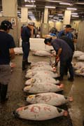 Rann� dra�ba tu��k�. Kupci si prohli�ej� kvalitu ryb. Ryb� trh Tsukiji, Tokio. Japonsko.