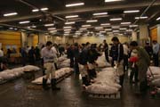 Rann� dra�ba tu��k�. Kupci si prohli�ej� kvalitu ryb. Ryb� trh Tsukiji, Tokio. Japonsko.