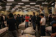 Rann� dra�ba tu��k� - aukce jede, mu� vyvol�va ceny tu��k�. Ryb� trh Tsukiji, Tokio. Japonsko.