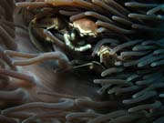 Sasankov� krab uvnit� sasanky (Anemone Crab inside Anemone) - skupina porcel�nov�ch krab� (Porcellanidae). Lokalita Richelieu Rock. Thajsko.
