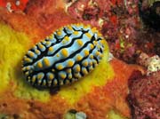Naho��br� pl� (nudibrach) Phyllidia varicosa (Phyllidiidae). Lokalita Richelieu Rock. Thajsko.