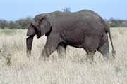 Slon, Kruger N�rodn� park. Jihoafrick� republika.
