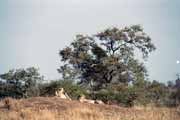 Leopardi, Kruger N�rodn� park. Jihoafrick� republika.