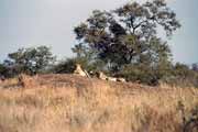Leopardi, Kruger N�rodn� park. Jihoafrick� republika.