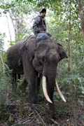 Kemp s pracovn�mi slony. Okol� m�sta Taungoo. Myanmar (Barma).