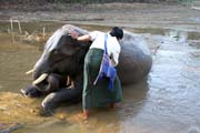 Myt� slona. Kemp s pracovn�mi slony. Okol� m�sta Taungoo. Myanmar (Barma).