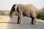 Slon, Kruger N�rodn� park. Jihoafrick� republika.