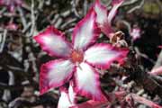 Kruger N�rodn� park. Jihoafrick� republika.