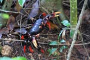 Krab, Ci�naga de Zapata (Gran Parque Natural Montemar). Kuba.