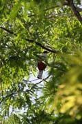 Pt�k, Ci�naga de Zapata (Gran Parque Natural Montemar). Kuba.