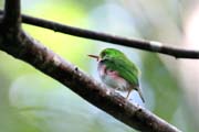 Pt�k, Ci�naga de Zapata (Gran Parque Natural Montemar). Kuba.