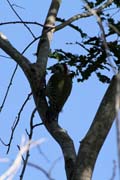 Datel, Ci�naga de Zapata (Gran Parque Natural Montemar). Kuba.