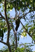 Datel, Ci�naga de Zapata (Gran Parque Natural Montemar). Kuba.