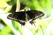 Mot�l, Ci�naga de Zapata (Gran Parque Natural Montemar). Kuba.